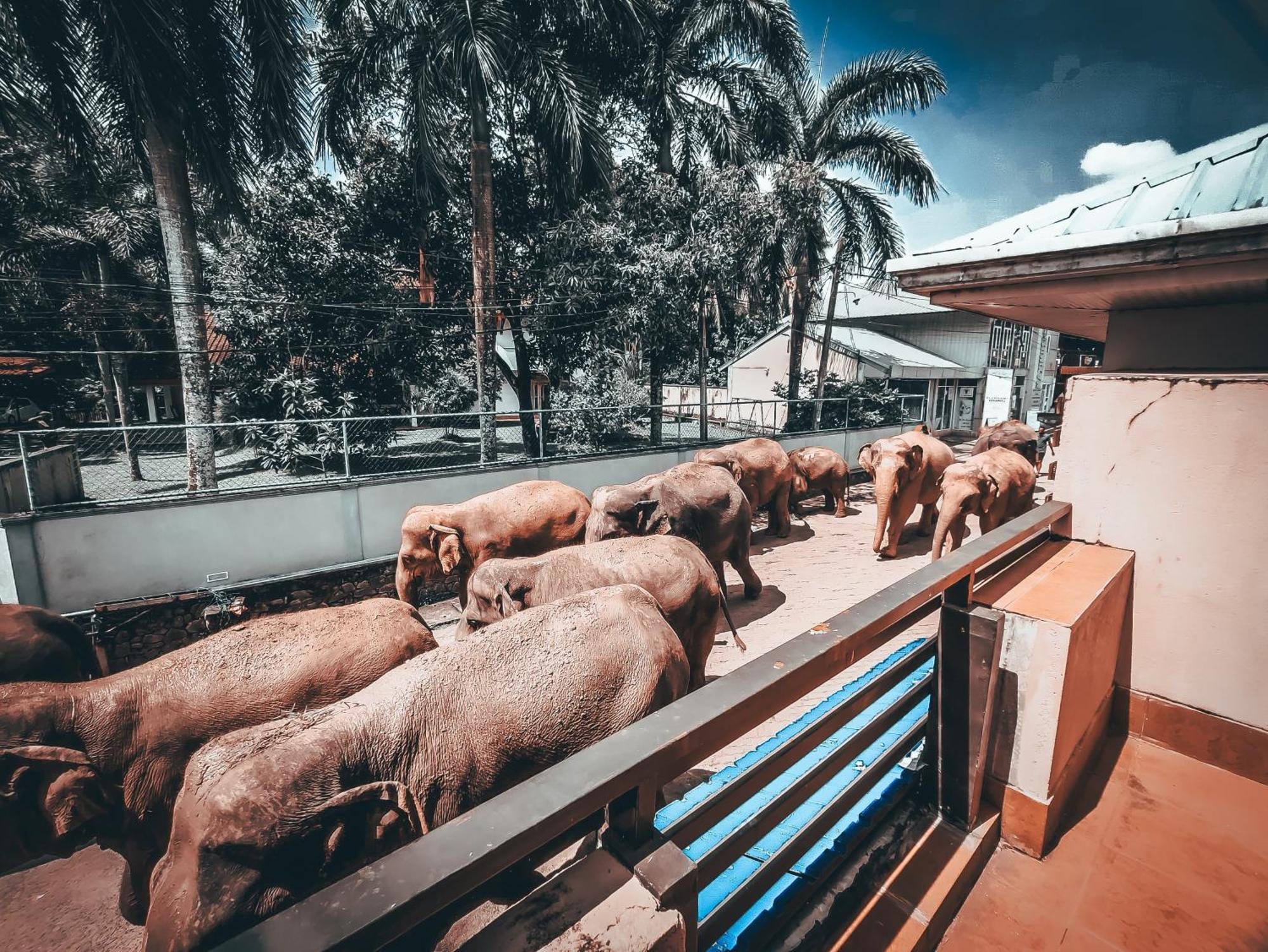 פינאוואלה Hotel Elephant Park - New Deal! Half Off Airport Pickups Available מראה חיצוני תמונה